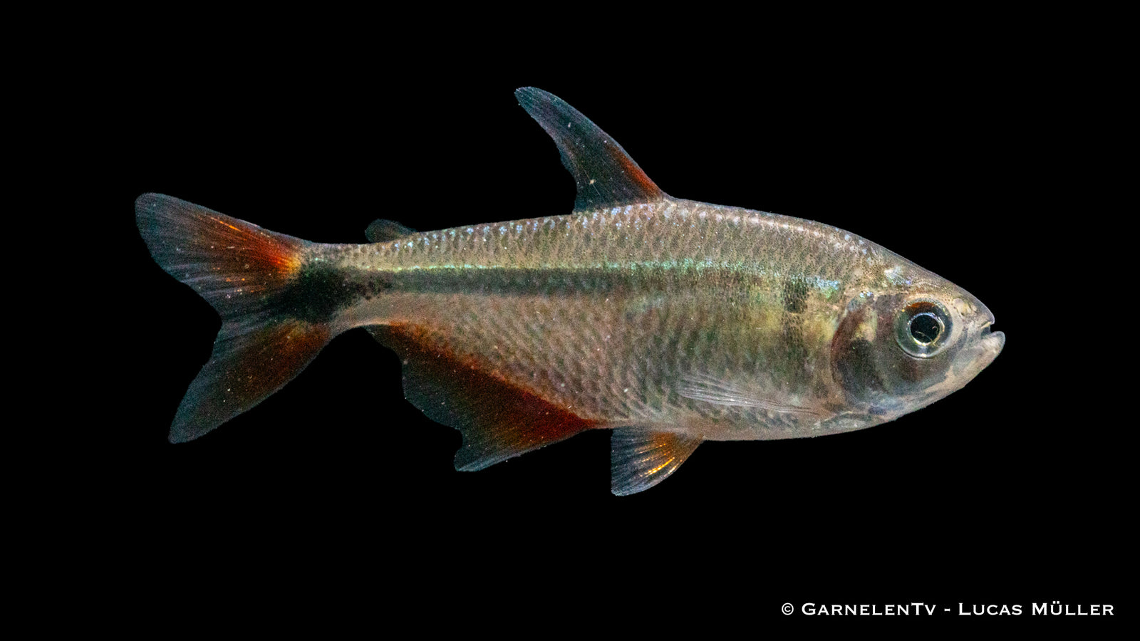 Rautenflecksalmler (Hemigrammus caudovittatus) im Aquarium