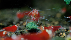 Super Crystalred caridina Garnele am Fressen von Garnelenfutter
