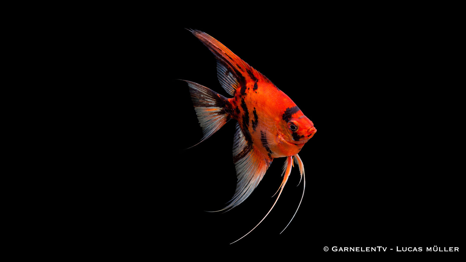 Skalar Red Devil - Pterophyllum scalare