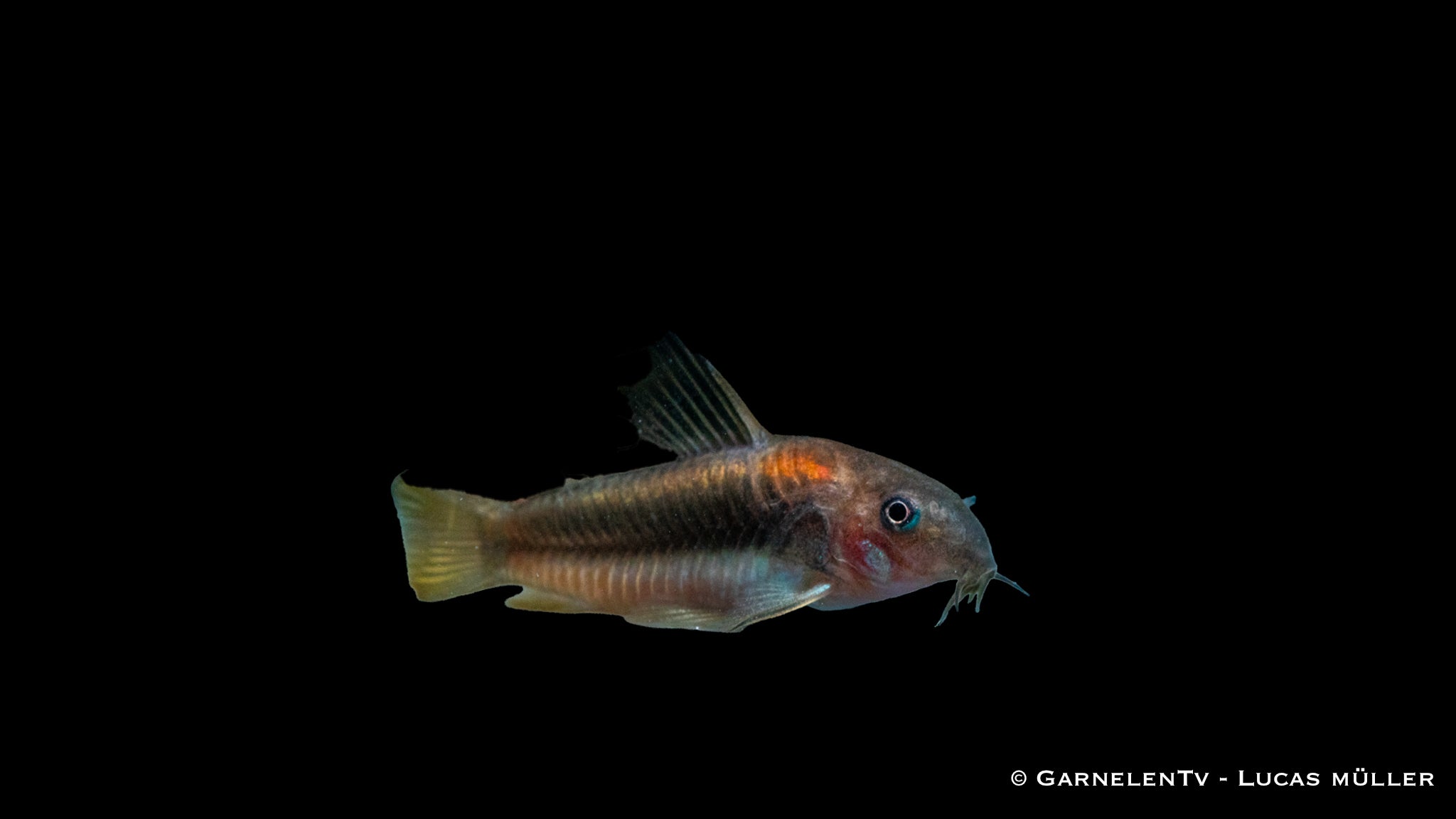 Red-Laser Panzerwels CW014 - Osteogaster (Corydoras) spec. red stripe (DNZ)