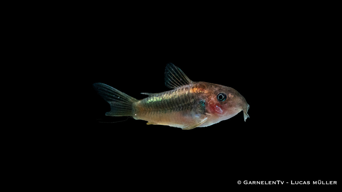Corydoras spec. Red-Laser – geselliger Panzerwels auf Bodengrund