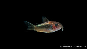 Corydoras spec. Red-Laser – geselliger Panzerwels auf Bodengrund