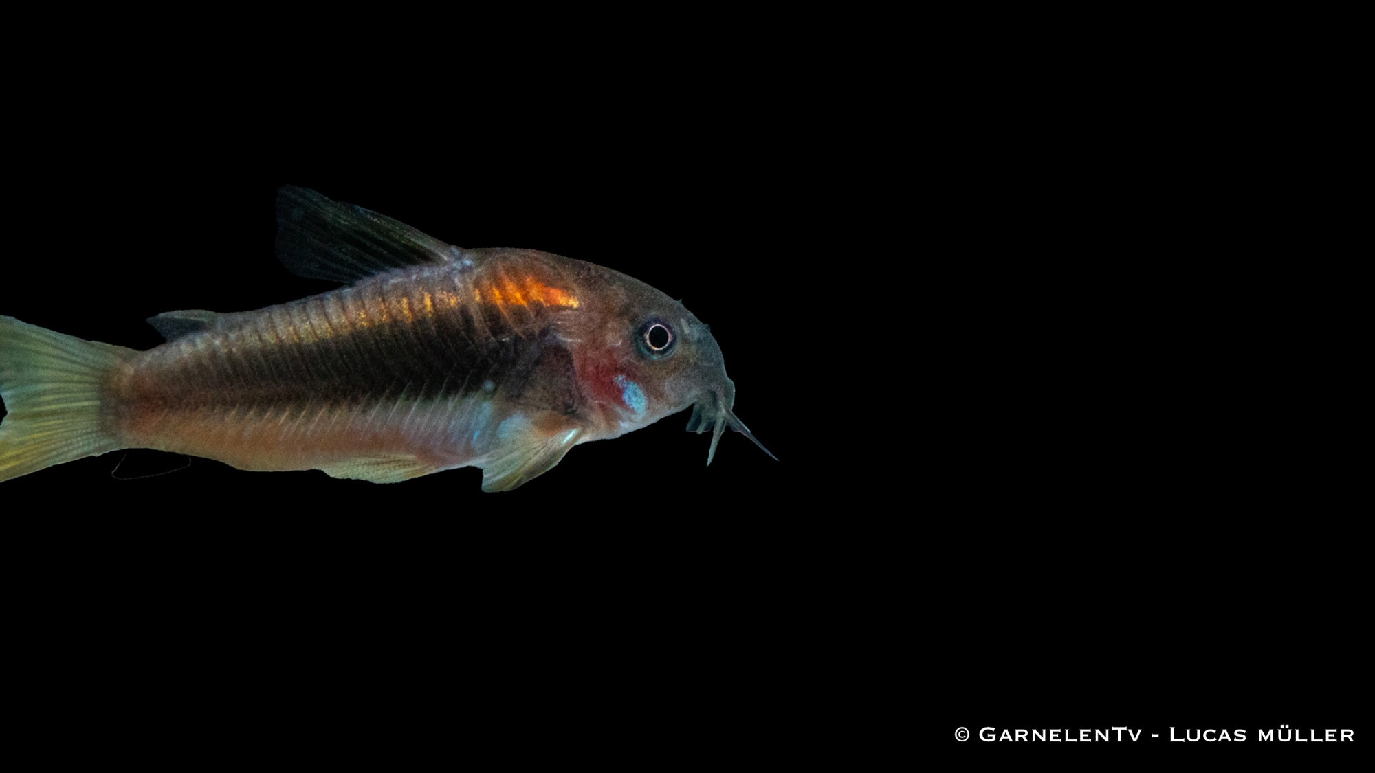 Red-Laser Panzerwels CW014 mit rotem Streifen im Aquarium