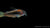 Red-Laser Panzerwels CW014 mit rotem Streifen im Aquarium