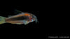 Red-Laser Panzerwels CW014 - Osteogaster (Corydoras) spec. red stripe (DNZ)