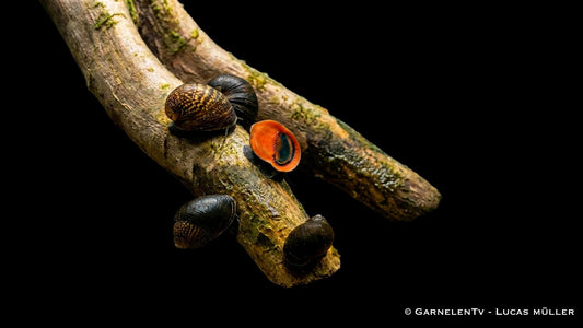 Red Lips Rennschnecke Neritina violacea mit roter Apertur an einer Aquariumscheibe
