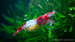 Red Rili Garnele, Kohaku Shrimp - Neocaridina davidi "Red Rili" (DNZ) - GarnelenTv-Shop

Neocaridina davidi Red Rili im Aquarium

