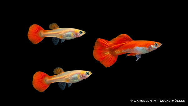 Guppy Red Blond Trio - 1 Männchen + 2 Weibchen - Poecilia reticulata