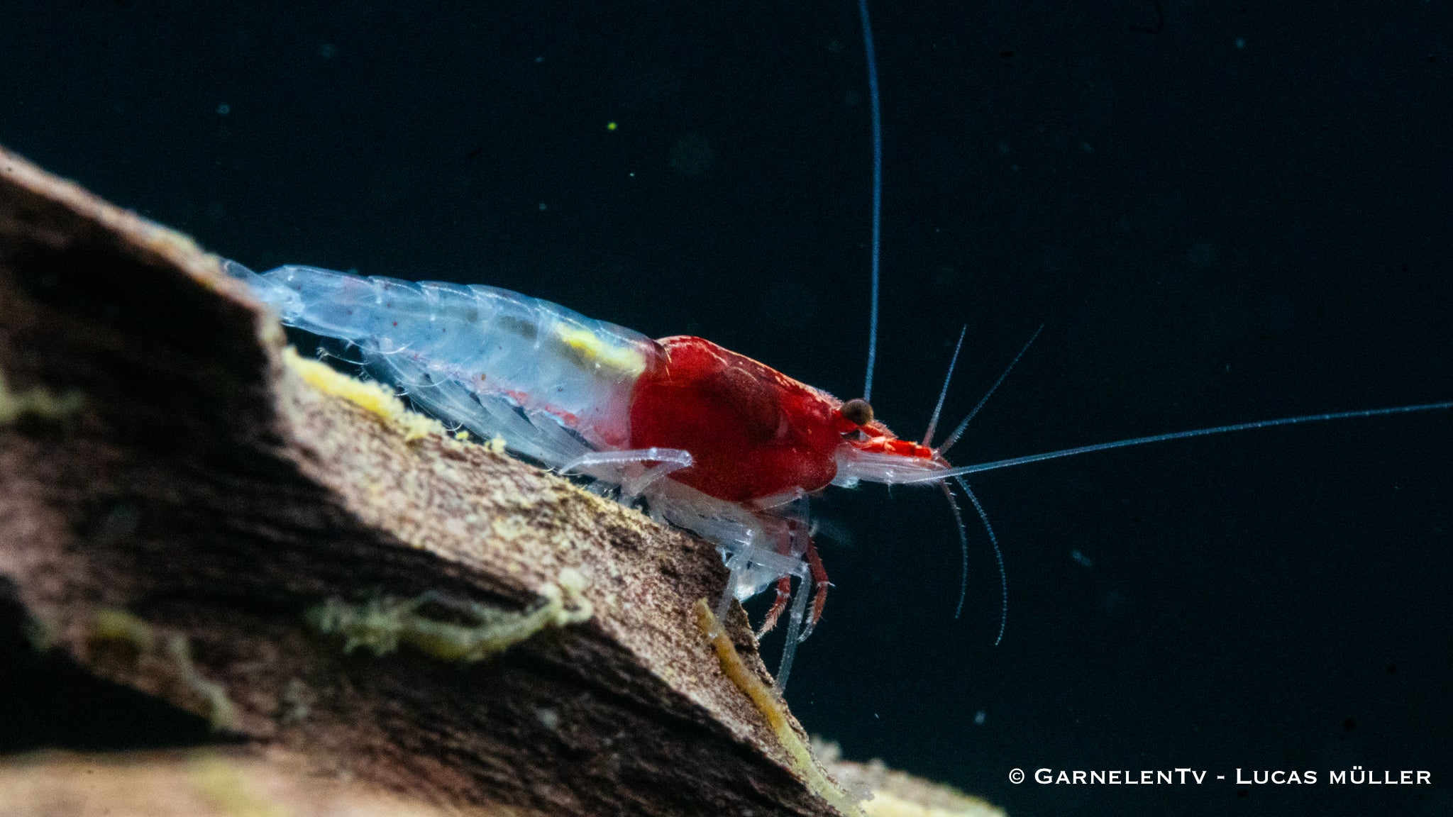Red Neck Garnele - Neocaridina davidi (DNZ)