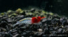 Red Neck Garnele - Neocaridina davidi (DNZ)