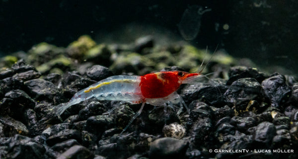 Red Neck Garnele - Neocaridina davidi (DNZ)