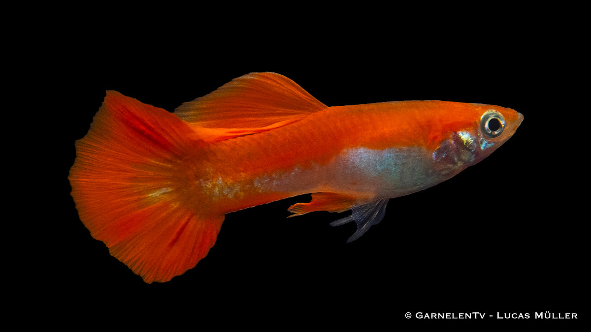 Red Blond Guppy showing its vibrant colors in a tank
