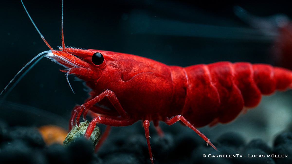Red Sakura Garnele - Neocaridina davidi