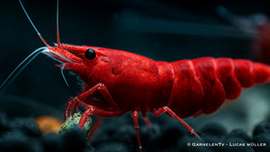 Red Sakura Garnele - Neocaridina davidi