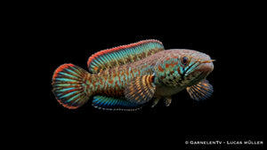 Regenbogen Schlangenkopffisch Channa bleheri 5 bis 6 cm im bepflanzten Aquarium