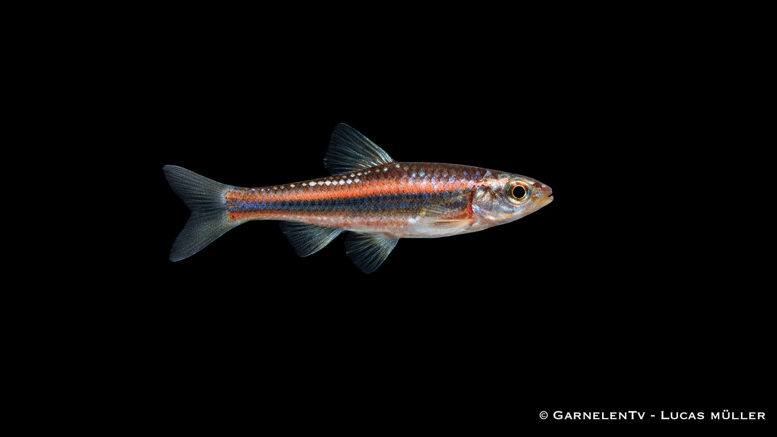 Regenbogenelritze Notropis chrosomus farbenfroher Schwarmfisch für Gartenteich
