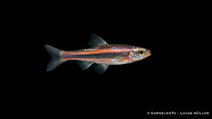 Regenbogenelritze Notropis chrosomus kleiner farbiger Teichfisch Schwarmhaltung