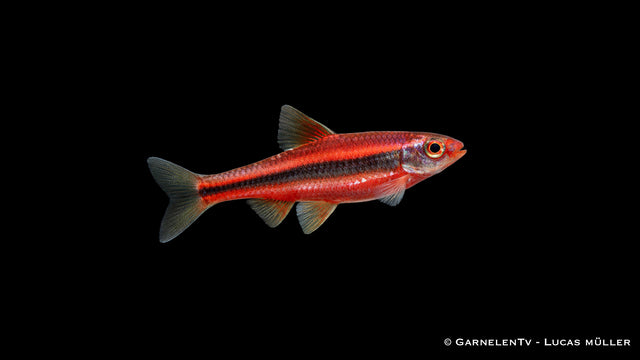 Regenbogenelritze Notropis chrosomus farbenfroher Schwarmfisch für Gartenteich