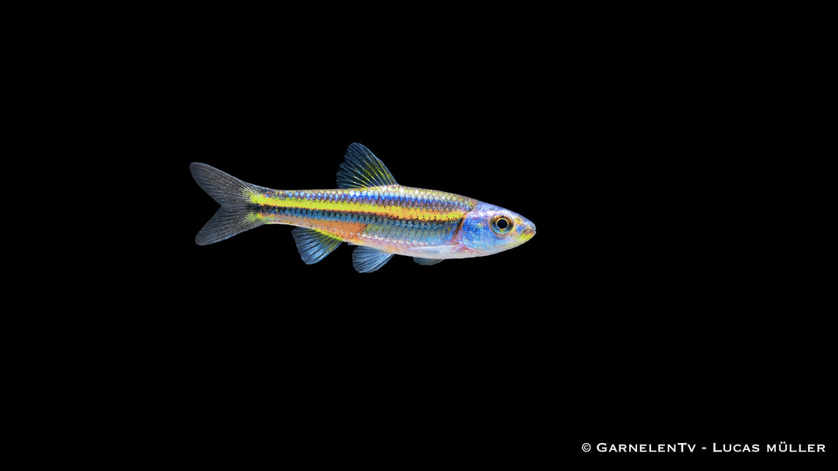 Notropis chrosomus yellow mit schlanker Körperform und intensiver Zeichnung in Seitenansicht