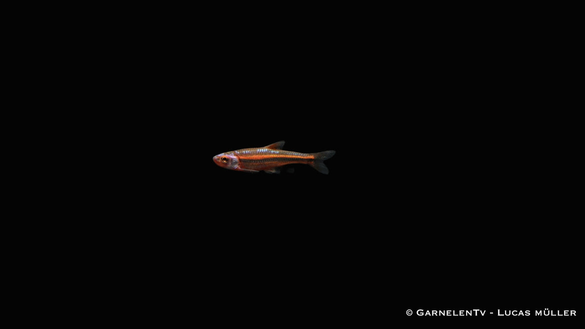 Regenbogenelritze - Notropis chrosomus DNZ (5cm)