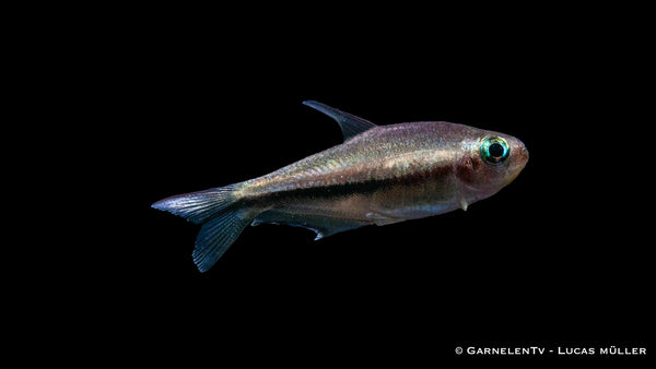 Regenbogentetra - Nematobrycon lacortei