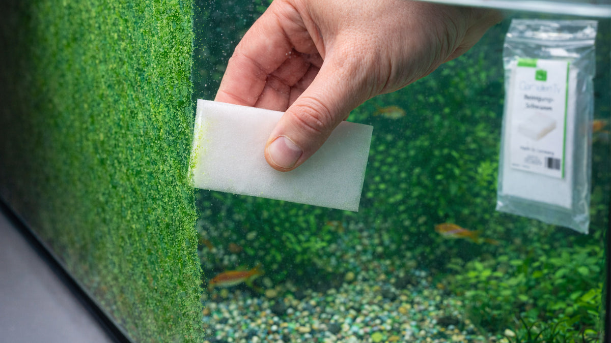 Reinigungsschwamm | Aquarienscheiben leicht reinigen | GarnelenTv