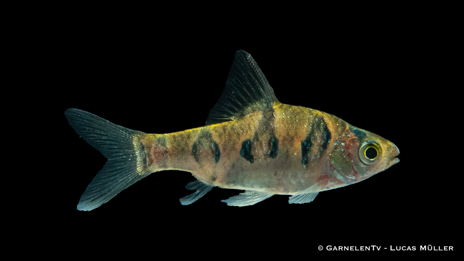 Rhombenbarbe (Desmopuntius rhomboocellatus) im Aquarium