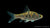 Rhombenbarbe (Desmopuntius rhomboocellatus) im Aquarium