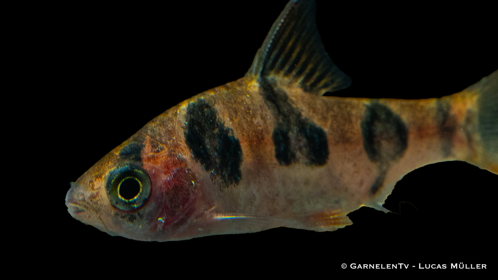 Rhombenbarbe (Desmopuntius rhomboocellatus) im Aquarium