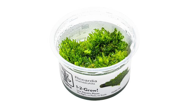 Riccardia chamedryfolia InVitro Pflanze