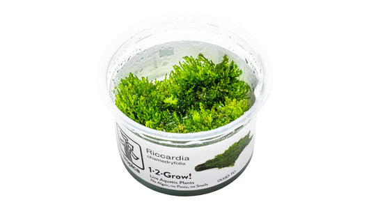 Riccardia chamedryfolia InVitro Pflanze