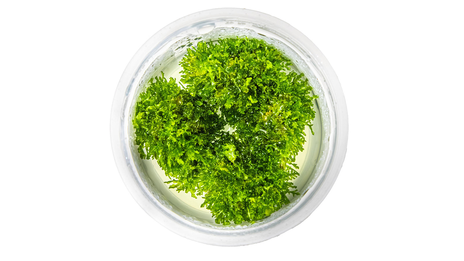 Riccardia chamedryfolia InVitro Pflanze