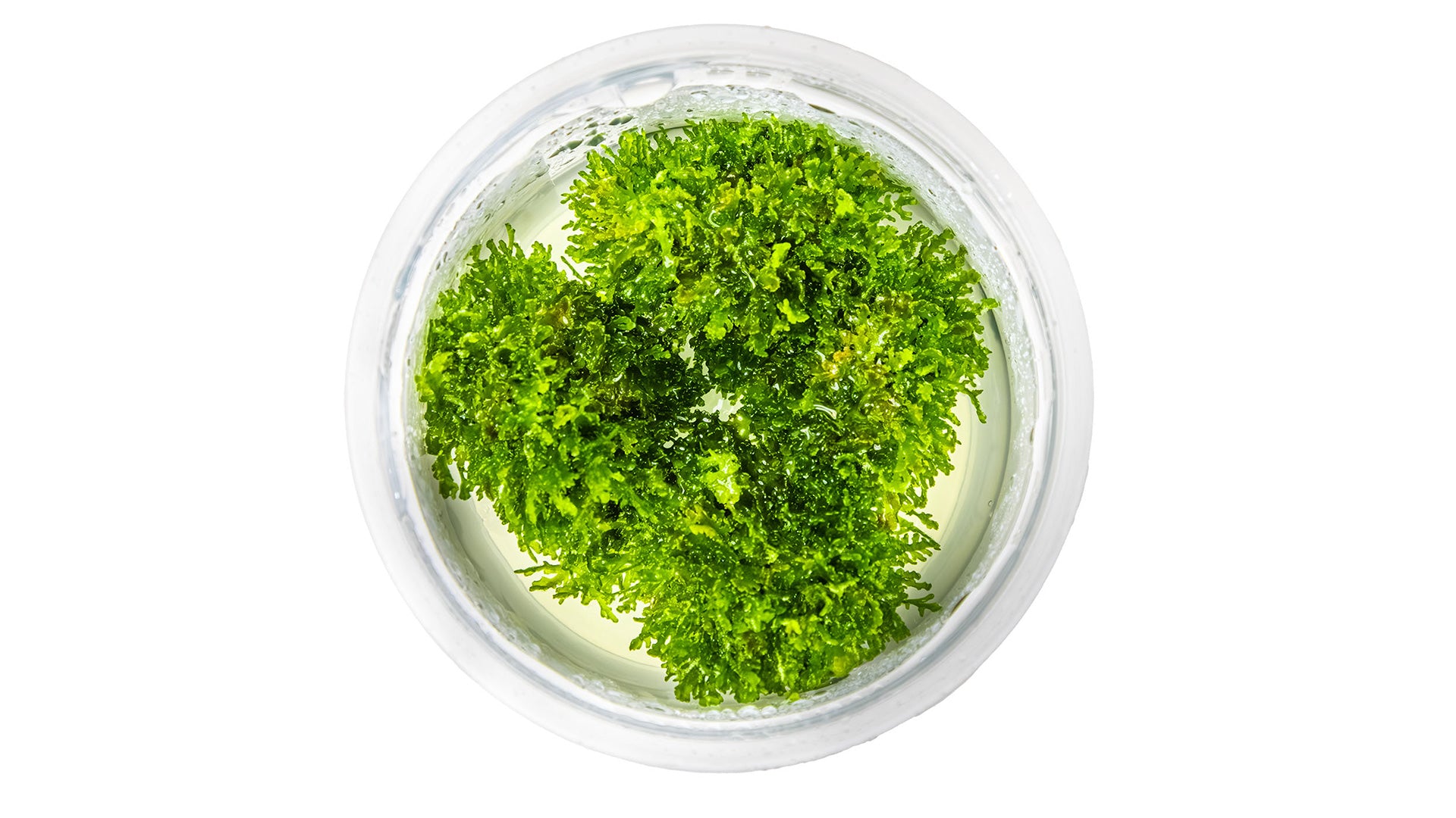 Riccardia chamedryfolia InVitro Pflanze