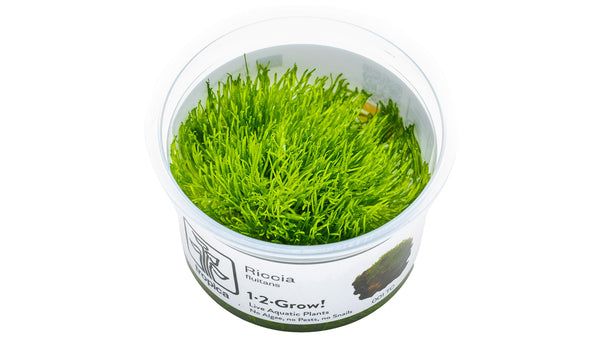 Riccia fluitans - Teichlebermoos