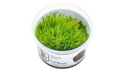 Riccia fluitans - Teichlebermoos