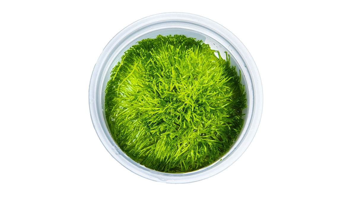 Riccia fluitans von oben