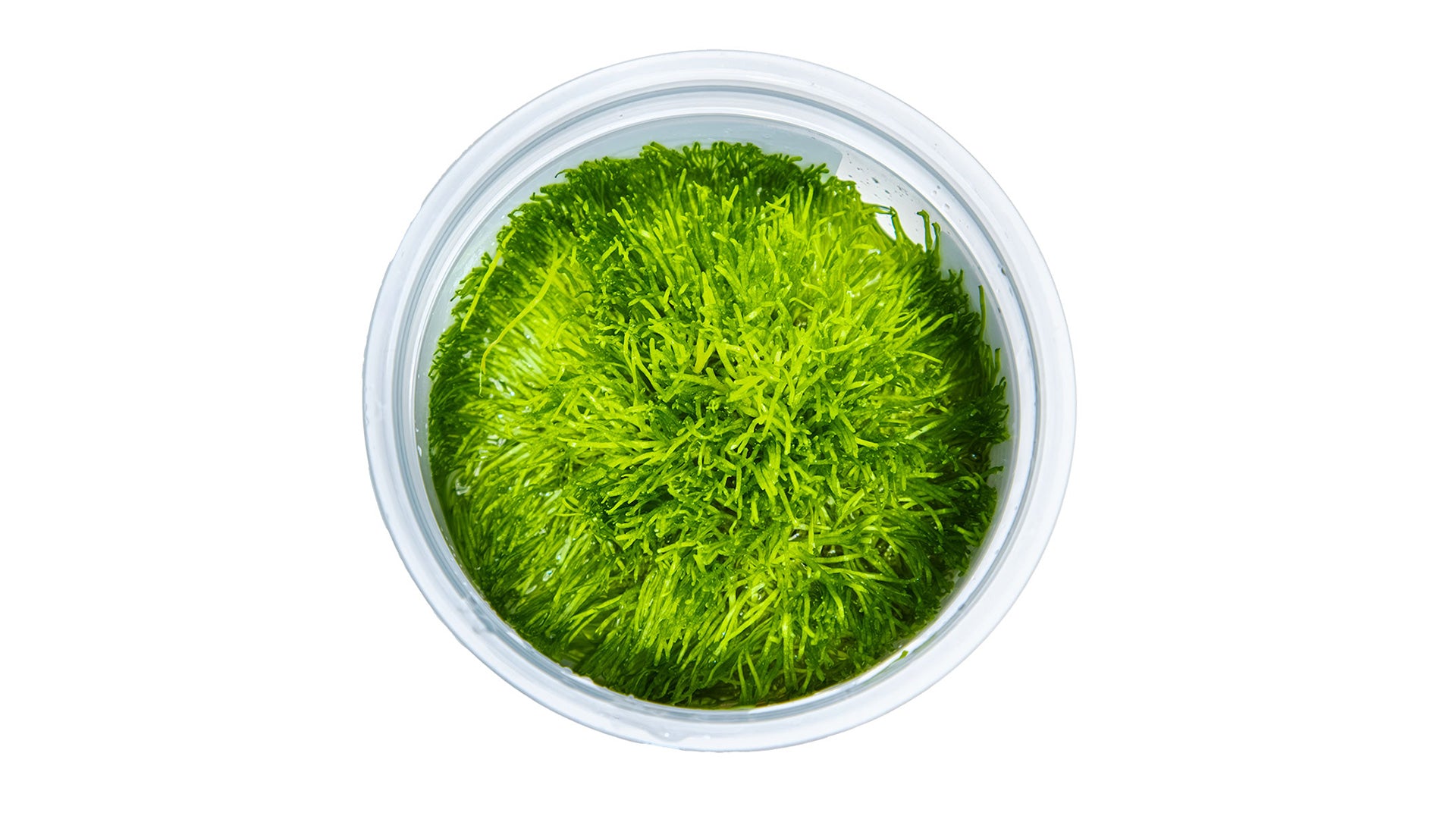 Riccia fluitans InVitro Pflanze