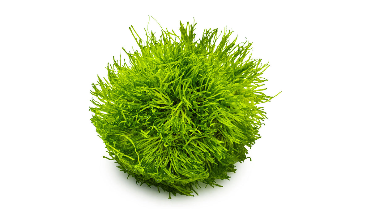 Riccia fluitans