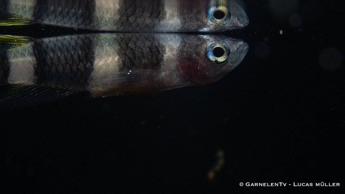 Ringelhechtling Epiplatys annulatus mit anderen friedlichen Arten