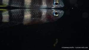 Ringelhechtling Epiplatys annulatus mit anderen friedlichen Arten