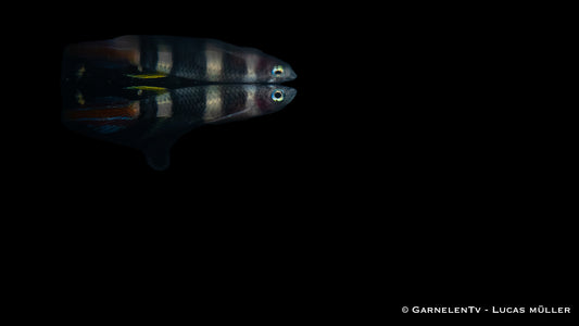 Ringelhechtling Epiplatys annulatus im Aquarium