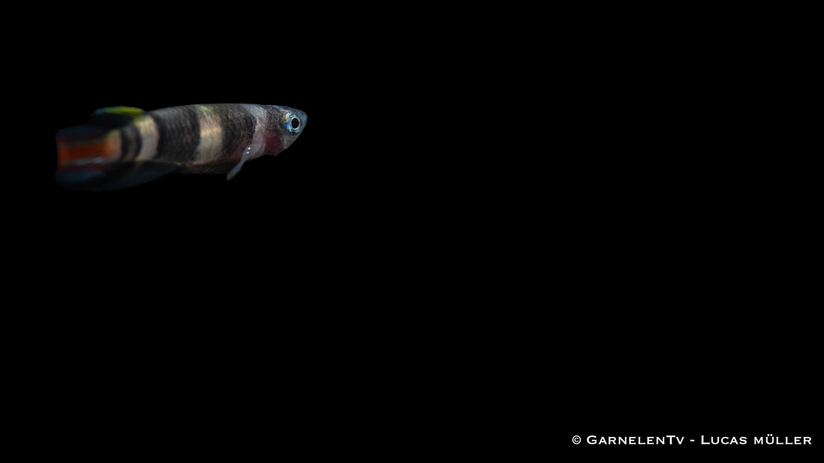 Ringelhechtling Epiplatys annulatus bei Fütterung mit Lebendfutter
