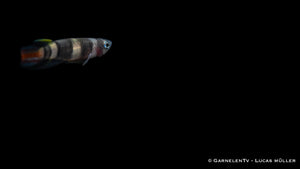 Ringelhechtling Epiplatys annulatus bei Fütterung mit Lebendfutter
