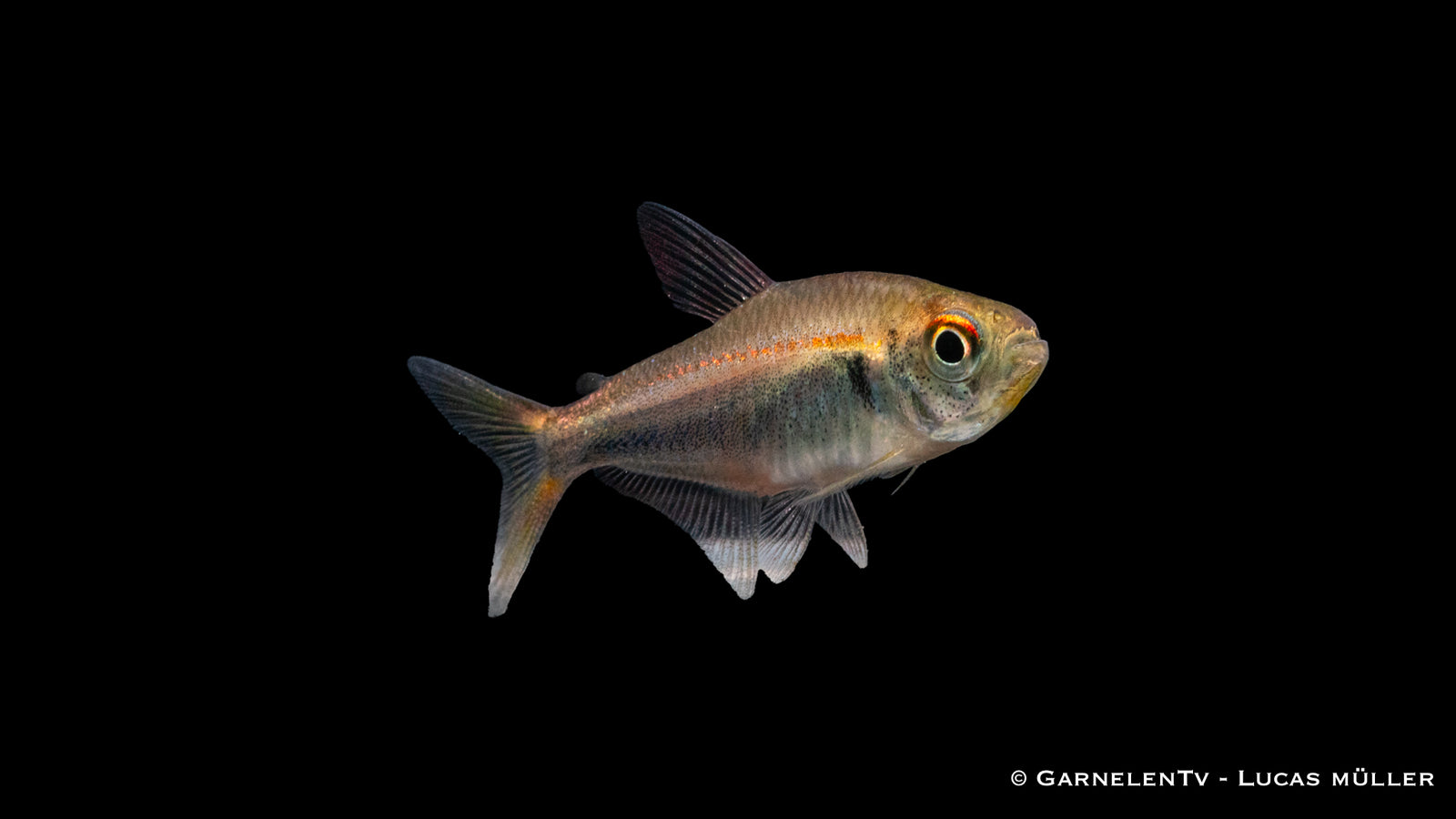 Rot-Blauer Perusalmler Hyphessobrycon margitae