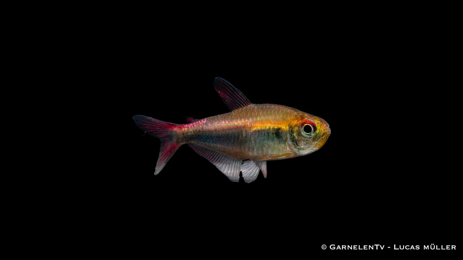 Rot-Blauer Perusalmler Hyphessobrycon margitae