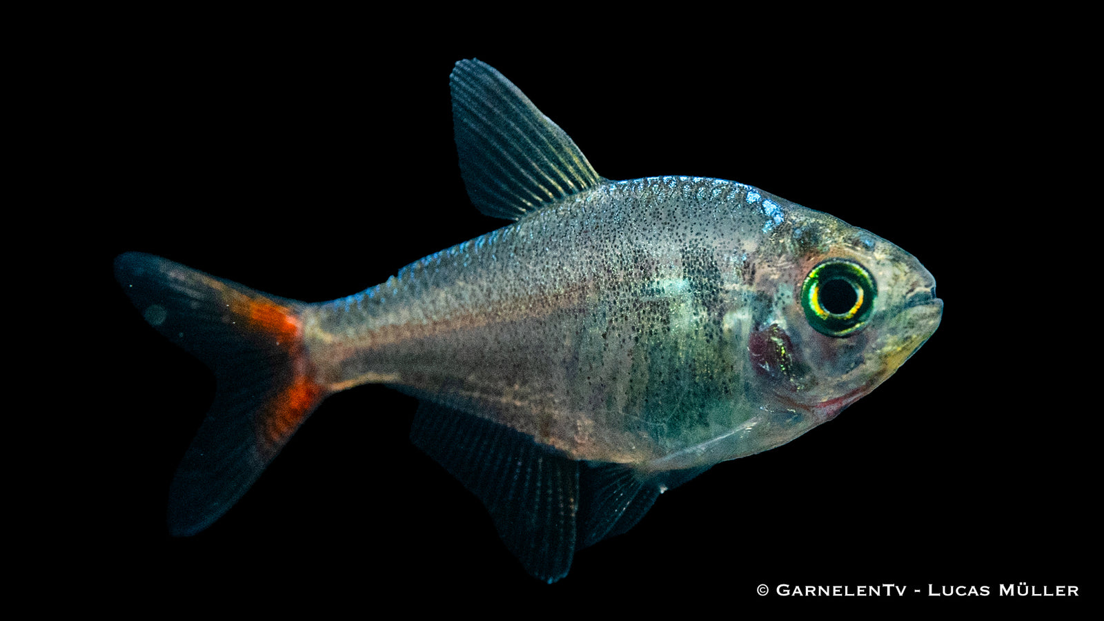 Rotblauer Kolumbianer Fish - Hyphessobrycon columbianus