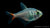 Rotblauer Kolumbianer Fish - Hyphessobrycon columbianus