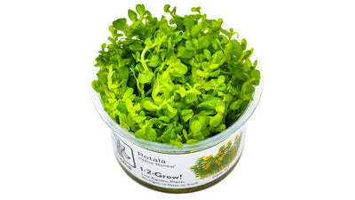 Rotala indica 'Bonsai'