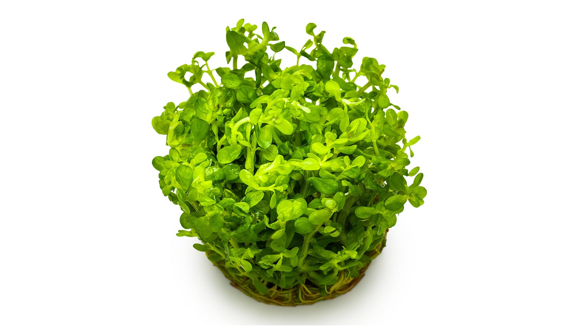 Rotala indica 'Bonsai' InVitro Pfanz