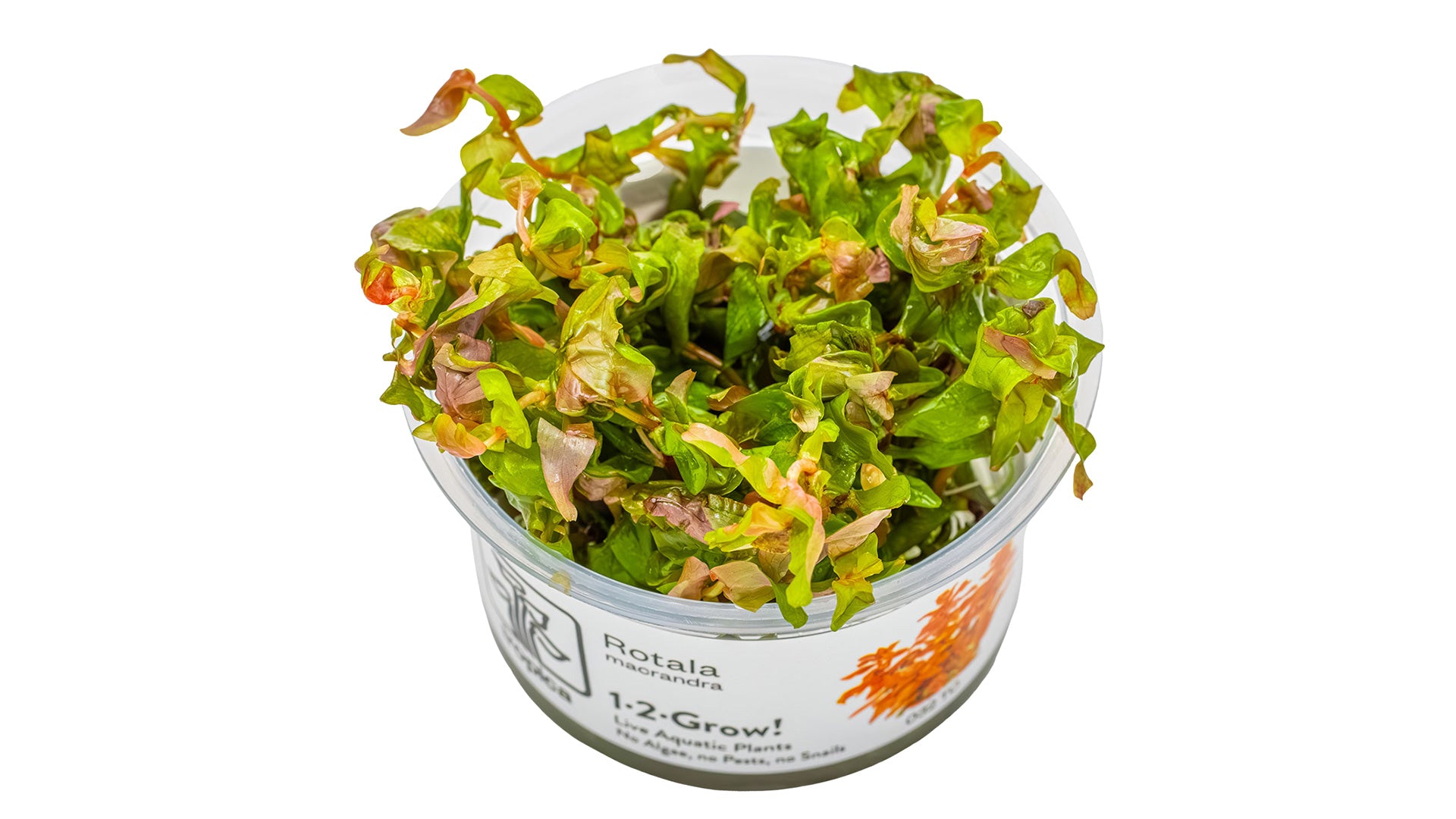 Rotala macrandra InVitro Pflanze